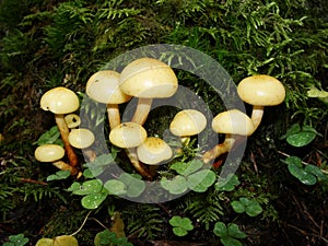 Autumn in the northern forest. The false yellow fungus Latin Hypholoma fasciculare is a poisonous mushroom from the genus Hyphol