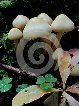 Autumn in the northern forest. The false yellow fungus Latin Hypholoma fasciculare is a poisonous mushroom from the genus Hyphol