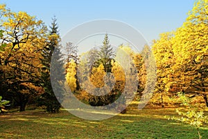 Autumn in the november forest, sunrays fall through branches and a beautiful yellow trees