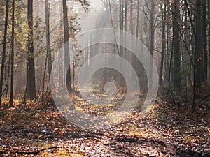 Autumn, November morning in the forest.