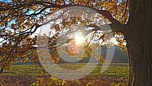 Autumn oak. Autumn romance. Lonely tree, oak