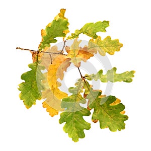 Autumn oak branch