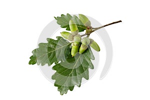 Autumn oak branch with young green acorns isolated on white