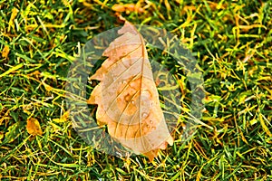 Autumn oak brown leaf with dew drops lies on the green grass.