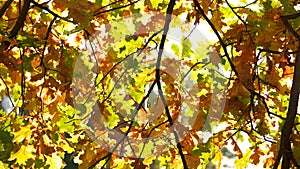 Autumn oak foliage in solar beams.