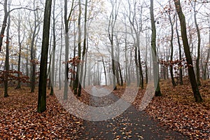 Autumn oak forest in the fog, forest path, bare branches, brown oak leaves fallen on the ground