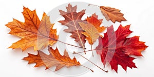 Autumn Oak Leaf Composition Red and Orange Hues