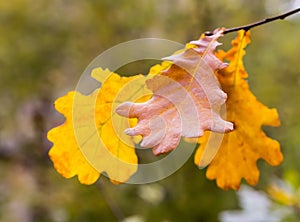 Autumn oak leaf figured yellow brown on a branch close-up on a blurred forest background