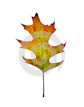 Autumn oak leaf. Isolated.