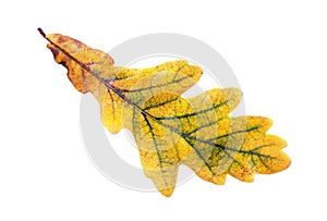 Autumn oak leaf isolated