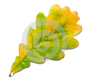 Autumn oak leaf isolated on white background with shadows, clipping path  for isolation without shadows on white