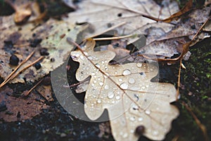 Autumn oak leaf with rain drops.