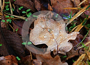 autumn oak leaf with water drops