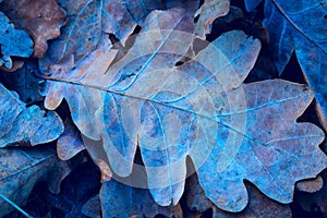 Autumn oak leafage