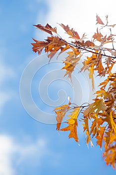 Autumn Oak Leaves Abstract