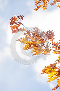 Autumn Oak Leaves Abstract