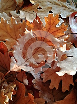 Autumn oak leaves background