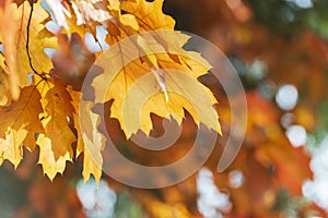 Autumn oak leaves background