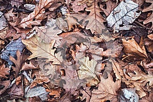 Autumn oak leaves background texture.