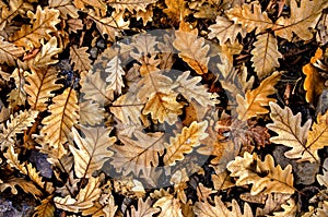 Autumn oak leaves with bright color offset