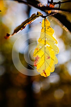 Autumn Oak Leaves - Eiche im Herbst