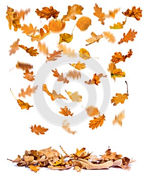 Autumn oak leaves falling photo
