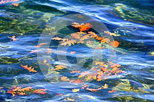 Autumn Oak Leaves Floating on Water