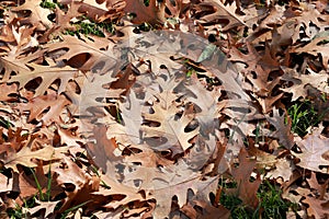 Autumn Oak leaves, foliage background