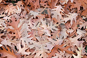 Autumn Oak leaves, foliage background