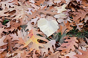 Autumn Oak leaves and Heart shaped leaf, foliage background