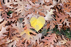 Autumn Oak leaves and Heart shaped leaf, foliage background