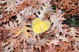 Autumn Oak leaves and Heart shaped leaf, foliage background