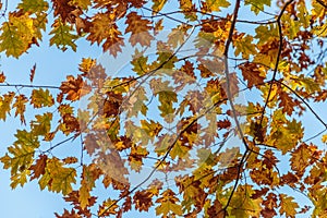 Autumn Oak Leaves