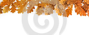 Autumn oak leaves on white