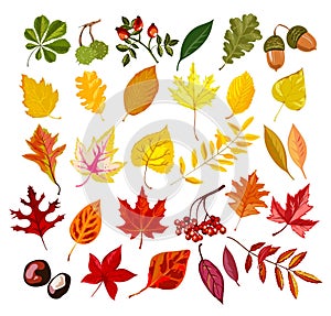 Autumn oak, maple, rowan leaf foliage fall collection vector isolated leaves set