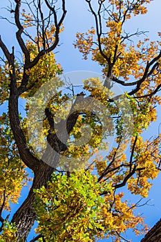 Autumn oak Quercus crown. The top is oak, the blue sky and sunlight.