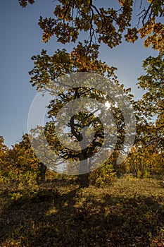 Autumn oak tree foliage. Yellow Quercus leaves in the fall. Gavurky. Slovakia