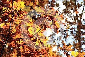 Autumn oak tree leaves background