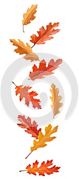 Autumn oak tree leaves levitating in the air. Generative AI illustration isolated on white background