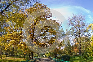 Autumn oak tree in a park