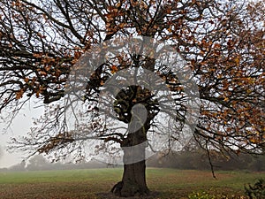 Autumn oak tree with red leaves