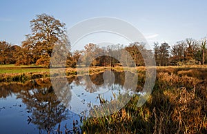 Autumn Oak Tree reflected in The River Avon