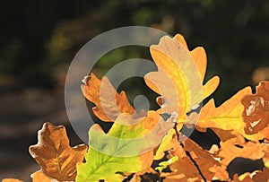 Autumn oak tree twig