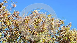 An autumn oak tree under a clear blue sky, shedding its leaves on a windy day