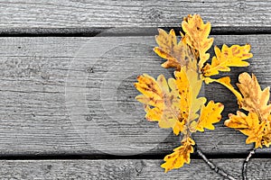 Autumn oak Yellow leaf branch on old tree plank background. Fall background mockup