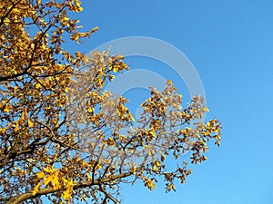 Autumn oak. Yellow leaves on tree branches.