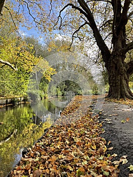 Autumn Oakes by the river