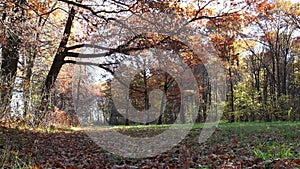 Autumn oaks background in a park