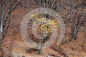 Autumn in October through the beech forests of the Buzau mountains