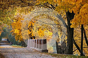 Autumn October colorful park. Foliage trees alley